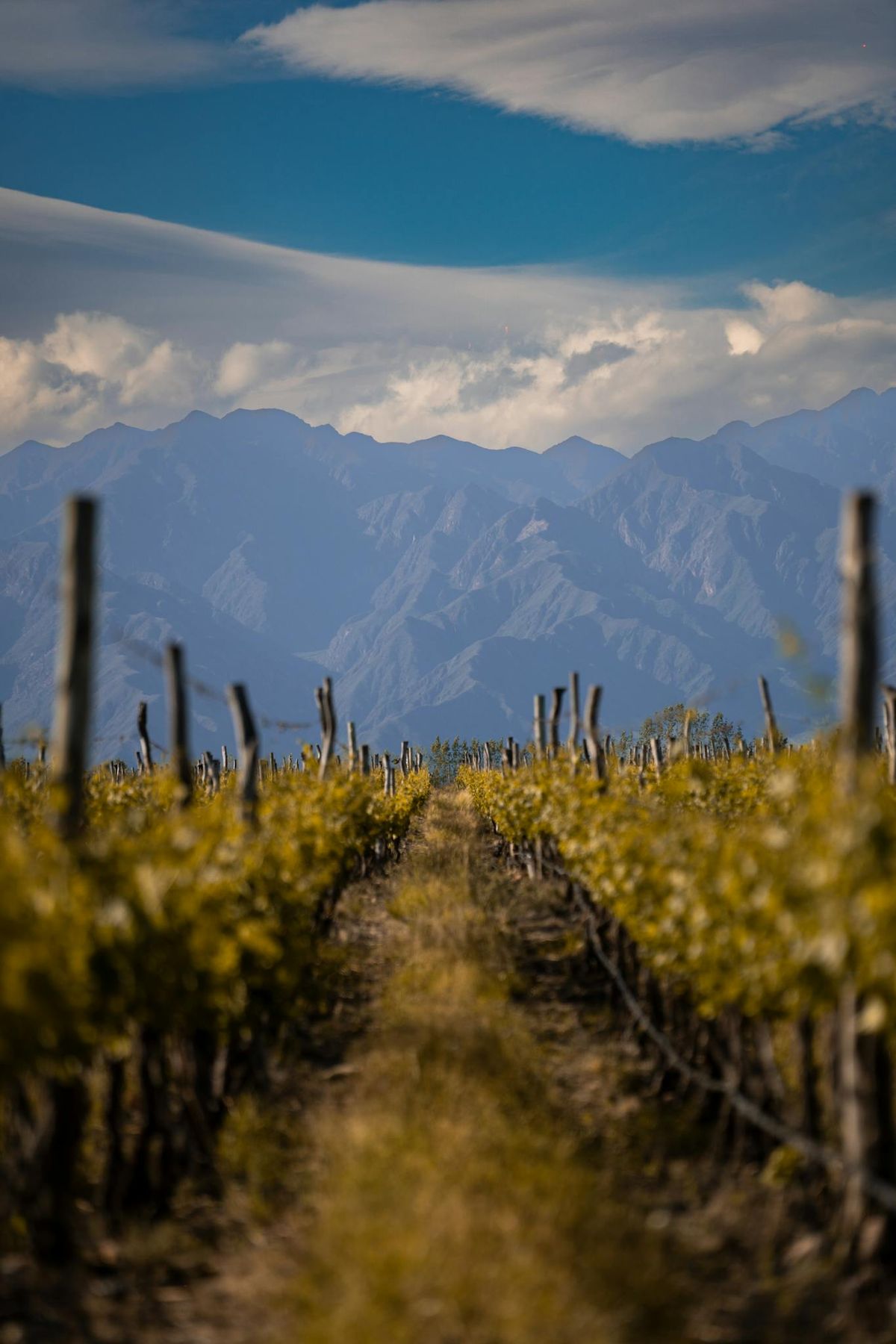 Wine Country Getaways: Relax in a Vineyard