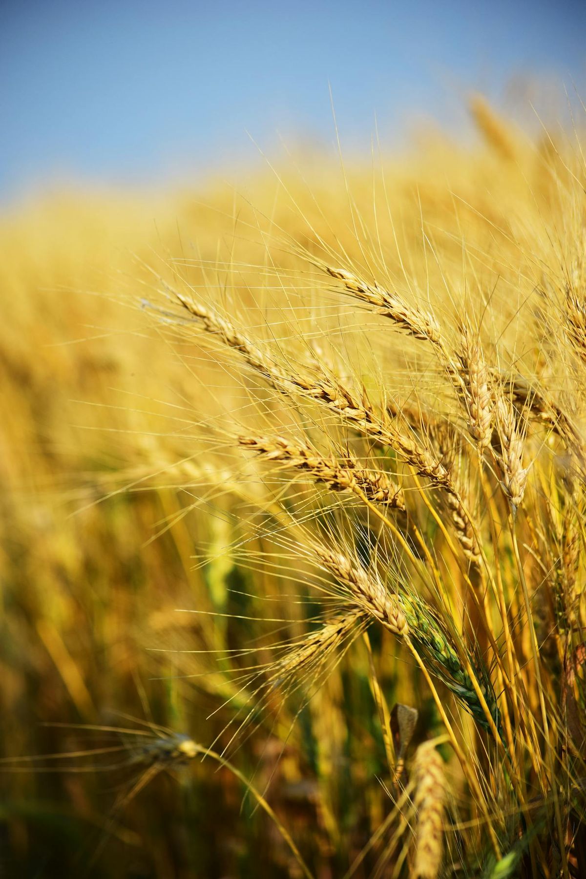 Mastering the Art of Ancient Grain Storage for Modern Families