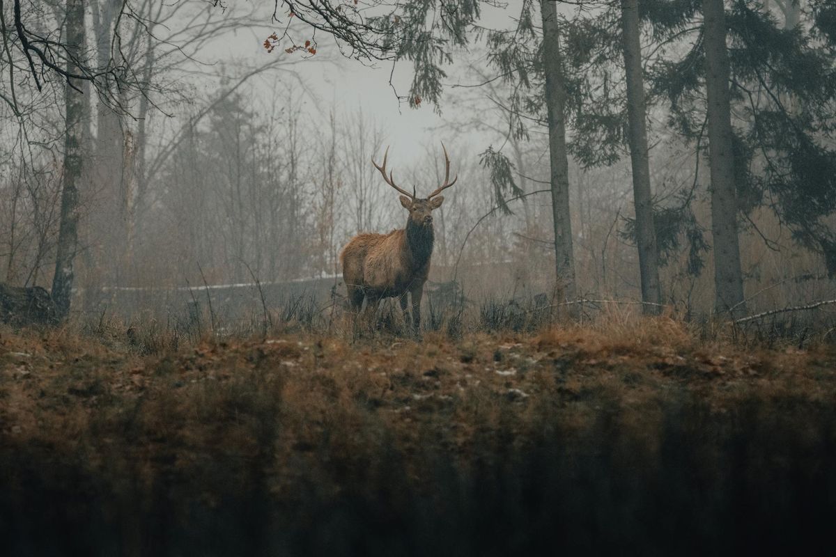 Tech-Savvy Hunting: AI Trail Cam Software and Other Must-Have Products