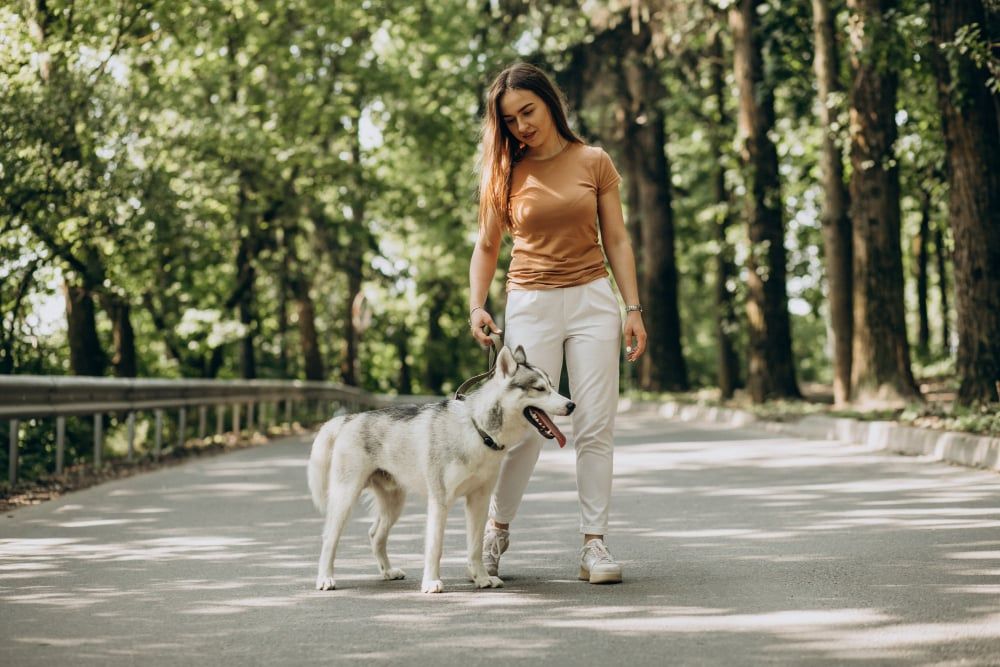 How To Keep Your Dog Clean And Why It Matters