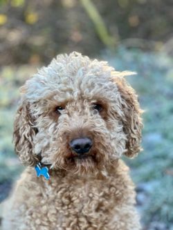 Why Mini Bernedoodles Can Be Great Companions for Children with Autism