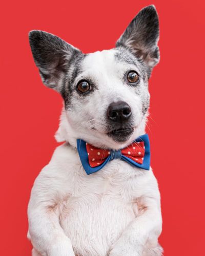 From Harnesses to Hair Bows: A Complete Guide to Small Dog Accessories