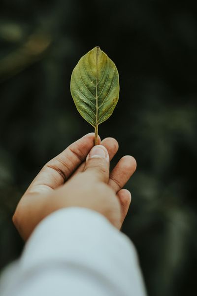 A hand gently holds a green leaf, symbolizing connection with nature and simplicity.