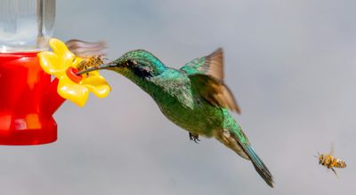 A vibrant hummingbird and bee share a feeder in mid-air, showcasing nature's harmony.