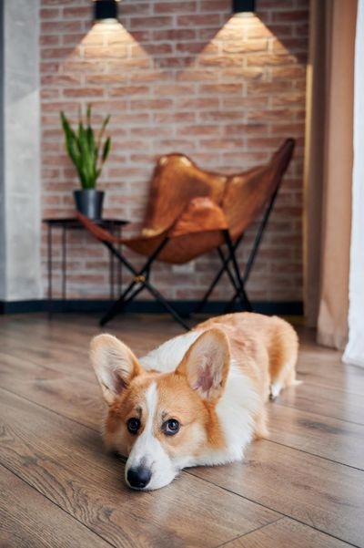 Adorable corgi dog lying on wooden floor