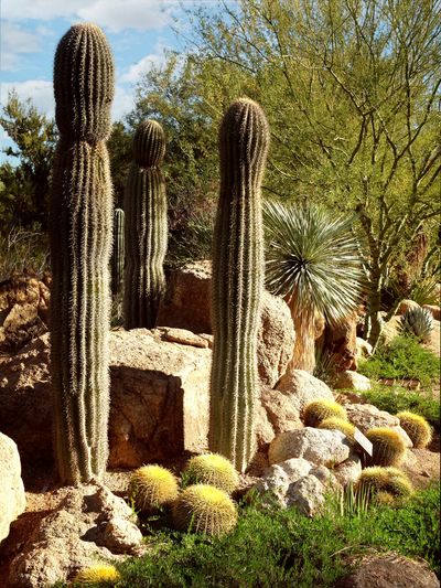 Cactuses in a Botanical Garden