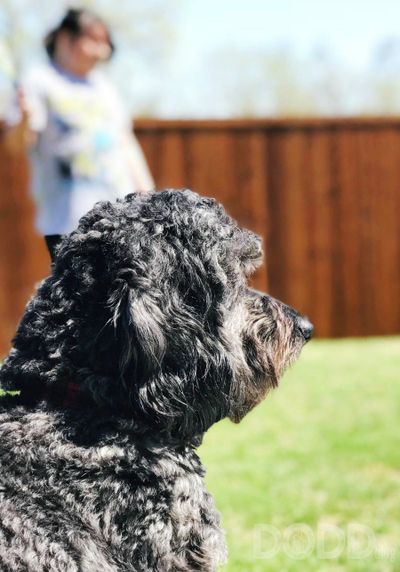 Why You Should Consider Adopt a Dog