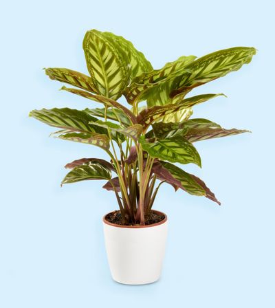Guide On How To Care For Calathea Makoyana
