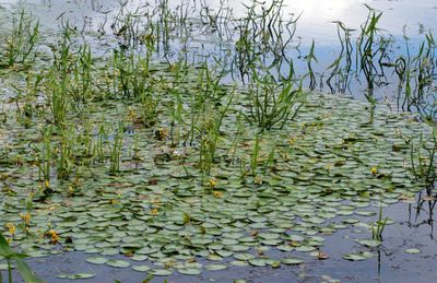 How to Get Rid of Stagnant Water On Your Property