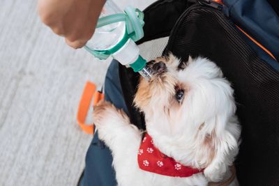 How to Keep Your Dog Hydrated