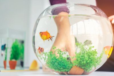 Guide To Help You Buy Suitable And Unharmful Fish Tank Accessories