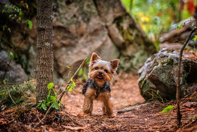 How To Make Sure Your Yorkshire Terrier Is Healthy And Happy