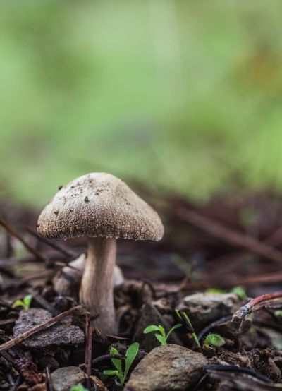 Mushroom growing in nature used as a visual metaphor for explaining the mushroom-shaped structure in male anatomy