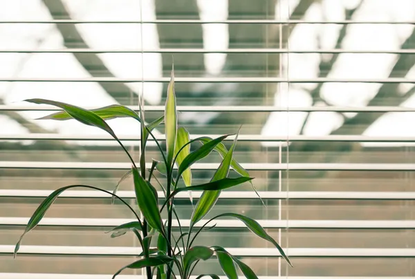 A green indoor plant with vibrant leaves against modern office window blinds.