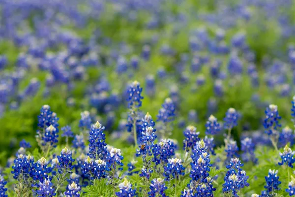 A vibrant field of Texas bluebonnets in full bloom during springtime, capturing nature's beauty.