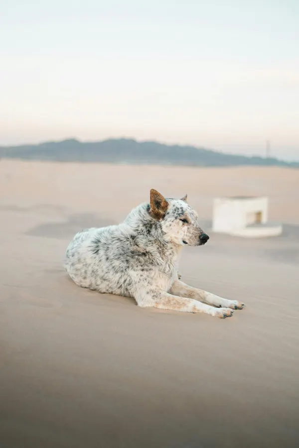 An Australian Cattle Dog resting on the sandy Samalayuca Dunes, Chihuahua, Mexico.