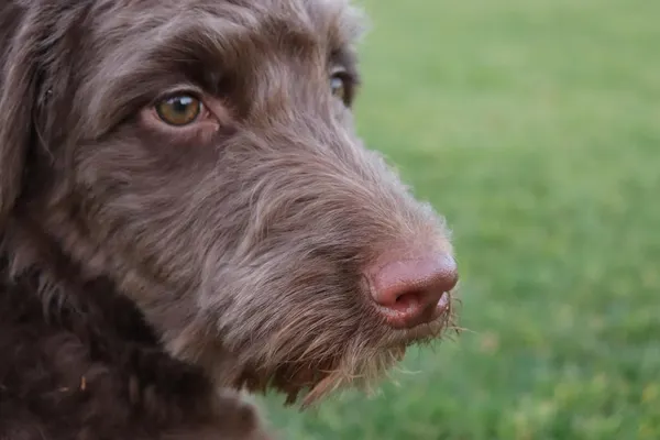 Charm of Mini Aussiedoodles: A Perfect Pet Companion