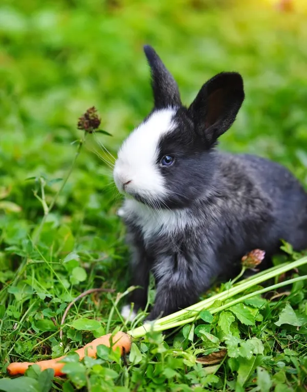 Gift Ideas For Rabbit Pet Owners