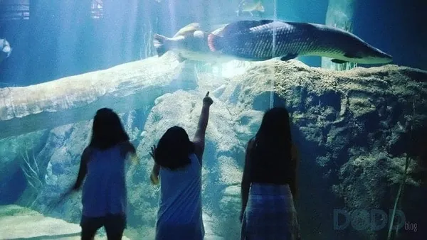 Tennessee Aquarium