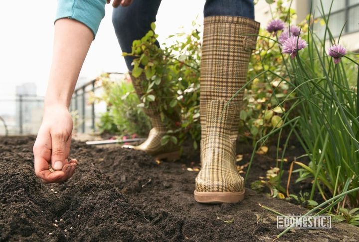 Woman planting seeds