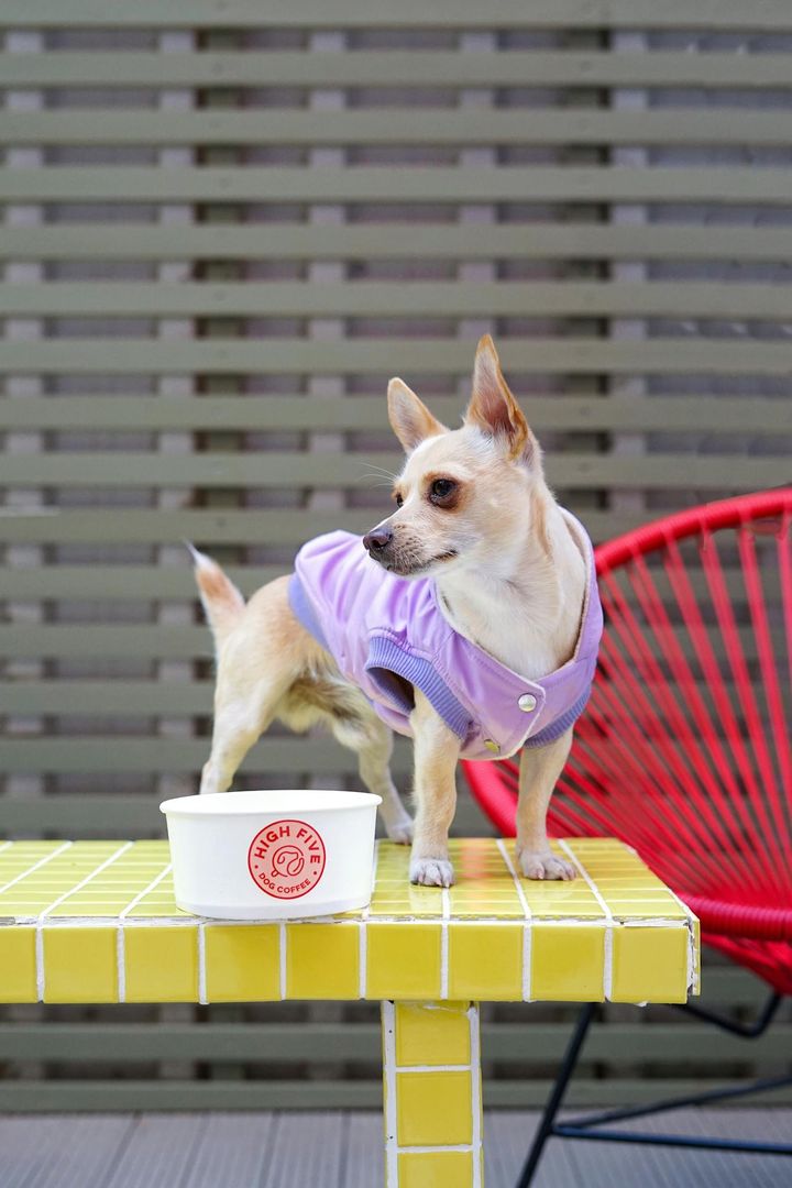 A stylish chihuahua wearing a purple coat poses on a vibrant yellow table.