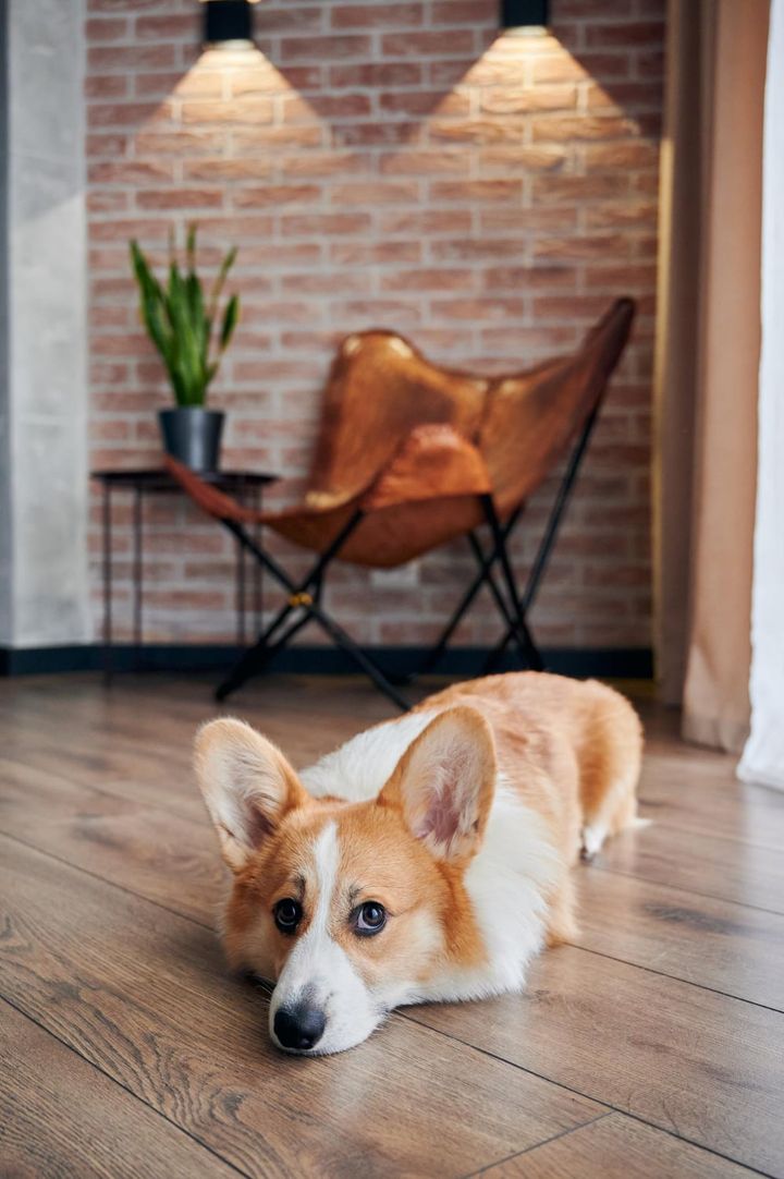 Adorable corgi dog lying on wooden floor