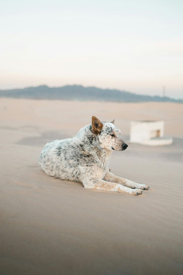An Australian Cattle Dog resting on the sandy Samalayuca Dunes, Chihuahua, Mexico.