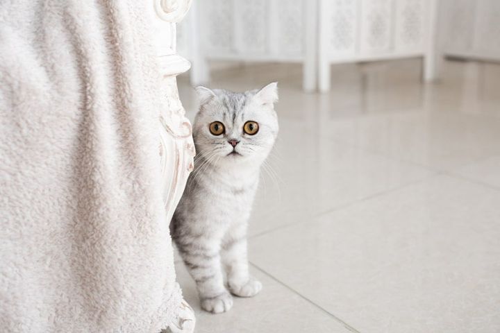 New Pet Cat Home