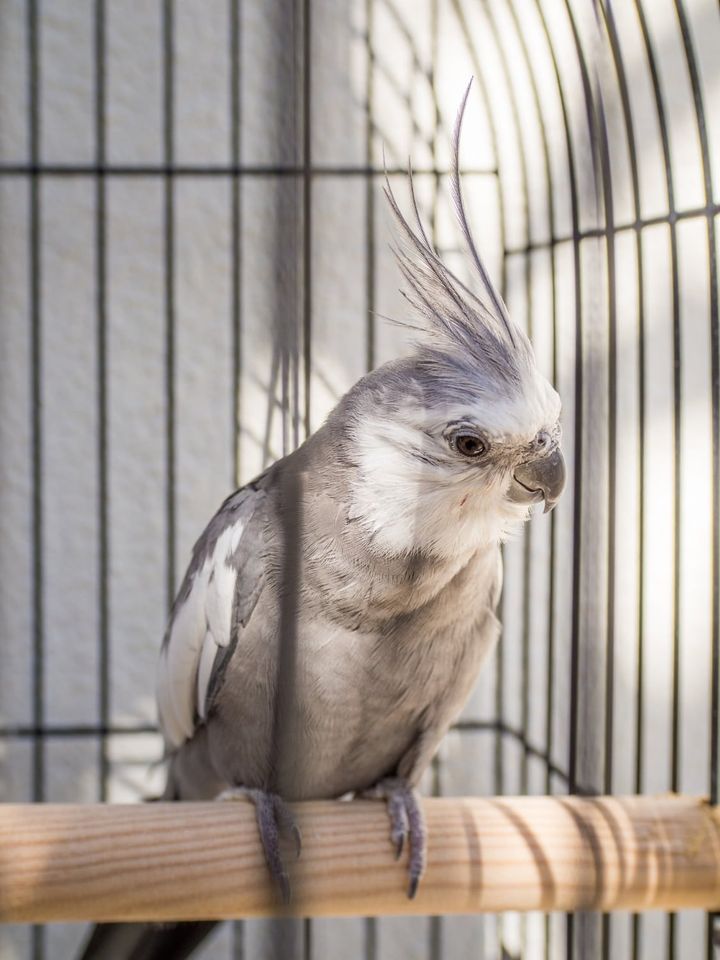 Wondering Which Foods You Should Feed Your Bird? Find Out Here