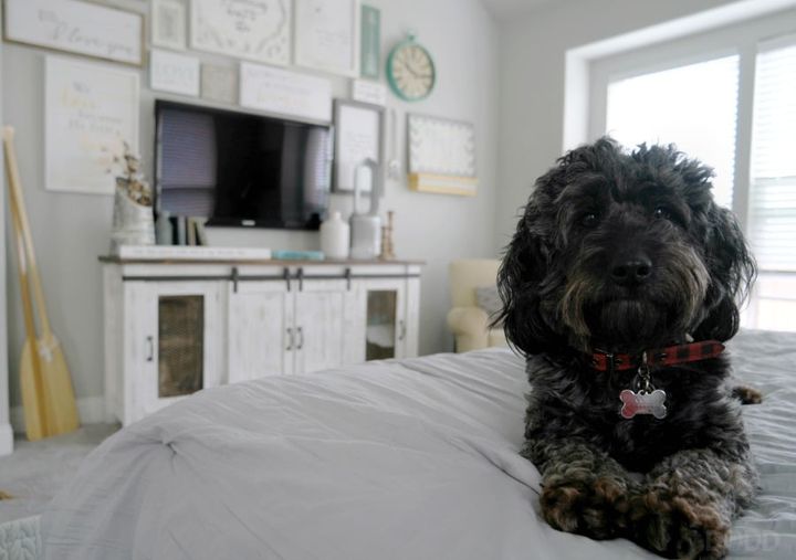 Well-Behaved Dogs