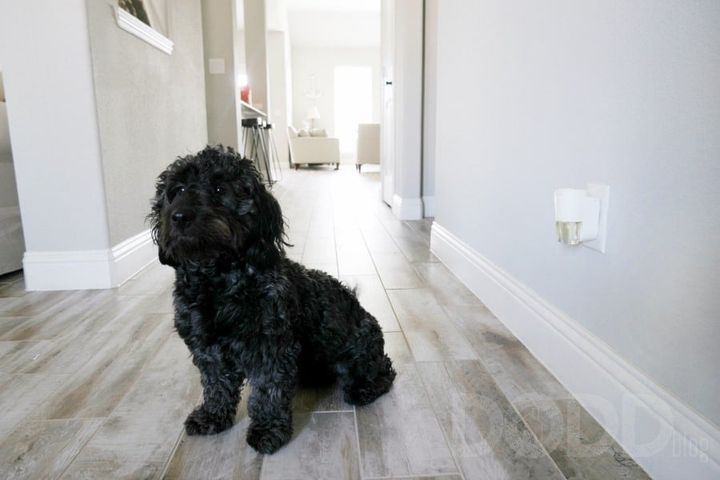6 Things You Need to Buy Before You Get a Puppy