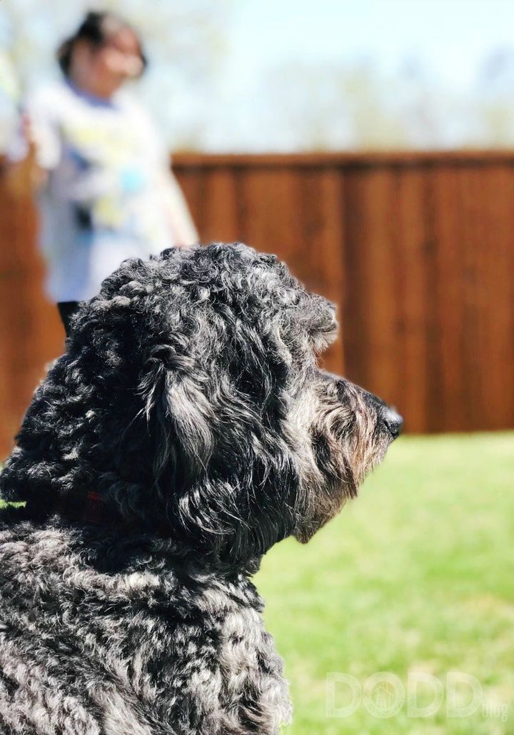 Febreze FABRIC and Our Dog, Whom we Love
