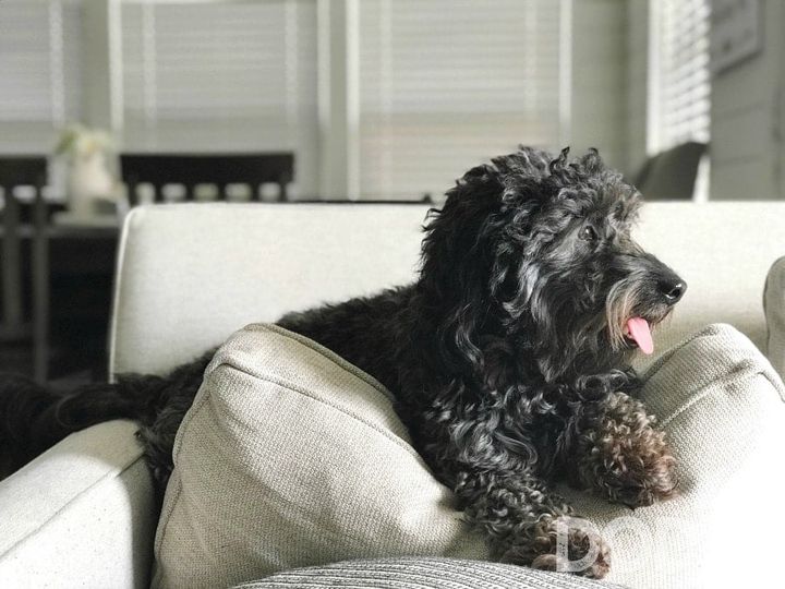 cole on the couch
