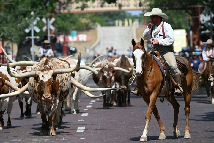 Cowboys on horseback lead a herd of Texas Longhorn cattle during a street drive in Fort Worth.