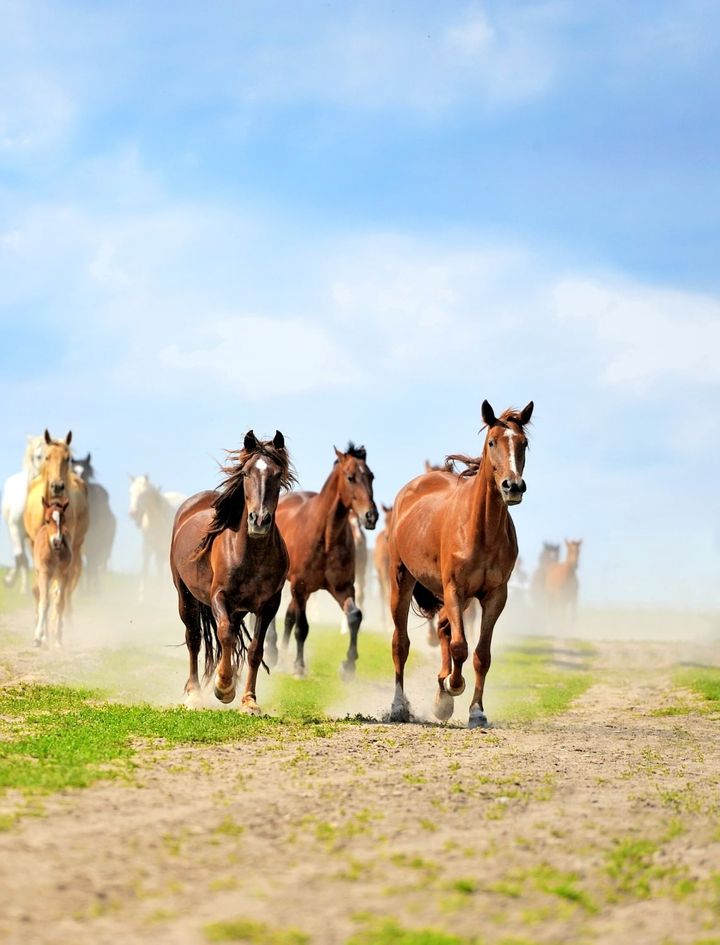 5 Awesome Horse Racing Movies Worth Watching