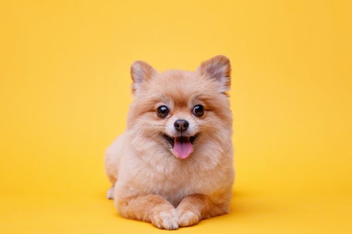 The Main Reasons Why You Should Get Your Child A Puppy