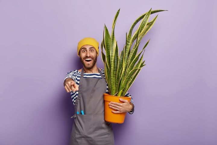 Why It's Important to Add Indoor Plants to Your Home