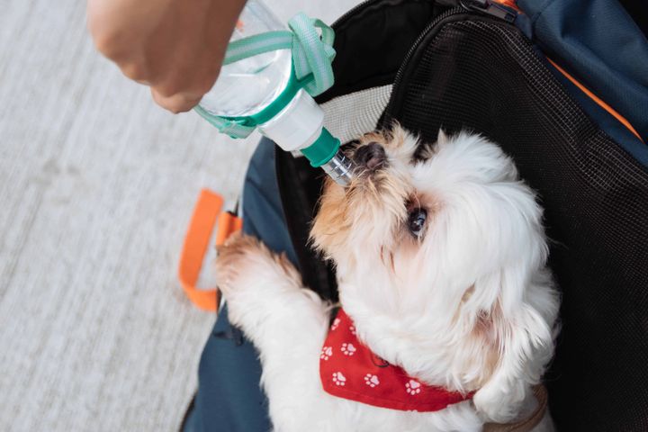 How to Keep Your Dog Hydrated