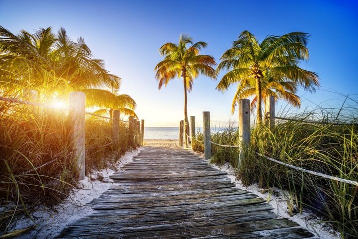 Way to the beach with palms