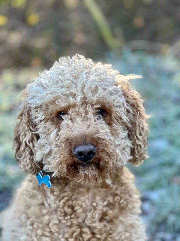 Why Mini Bernedoodles Can Be Great Companions for Children with Autism