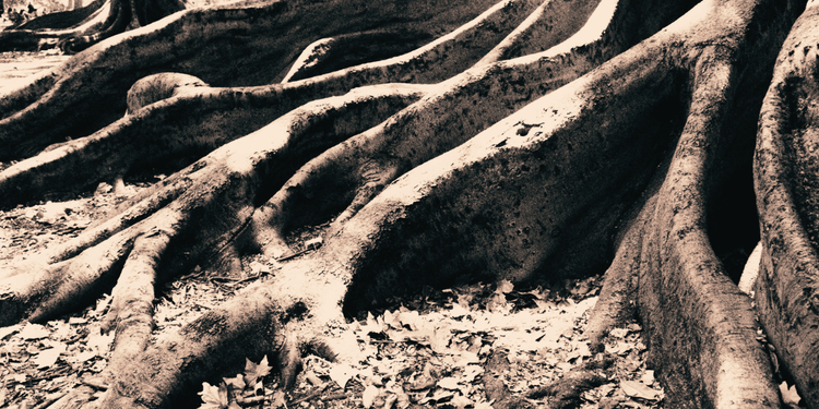 1:1 Session: Feeling Systems