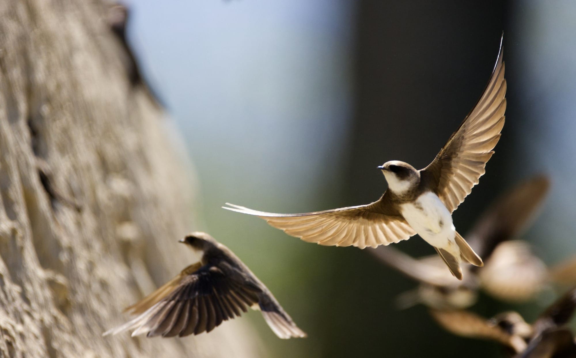 white and brown bird flying