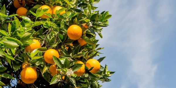 Central OC: Santa Ana's Drones as First Responder (DFR) Program