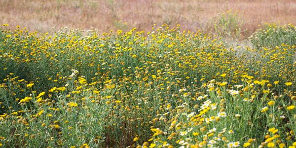 OC Housing Market Report - March 20, 2026: Inventory Rises as the Great Housing Reset Takes Hold