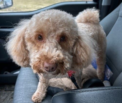 Dog and Wellness