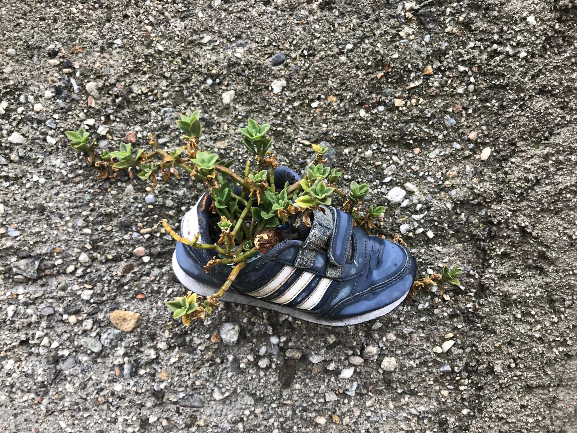 a small shoe holds a thriving plant decorating a plain rock wall in Salice [Photo taken Spring 2019]