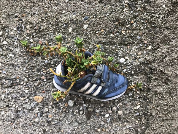 a small shoe holds a thriving plant decorating a plain rock wall in Salice [Photo taken Spring 2019]