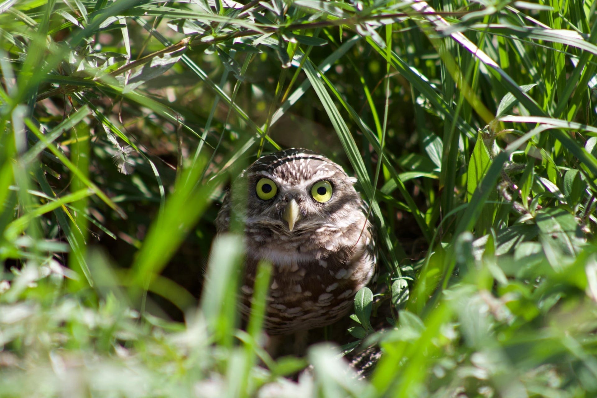 An owl looking very intently