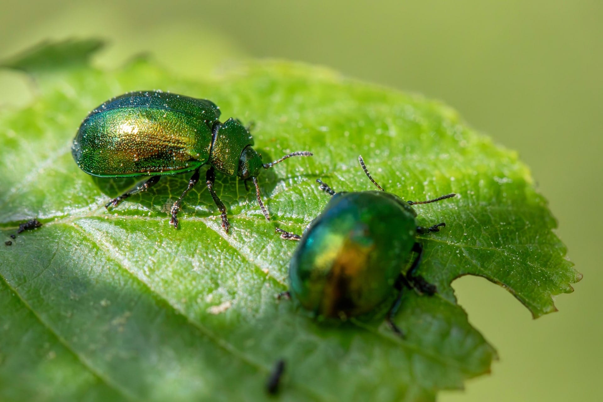 A photo of some bugs on a leaf
