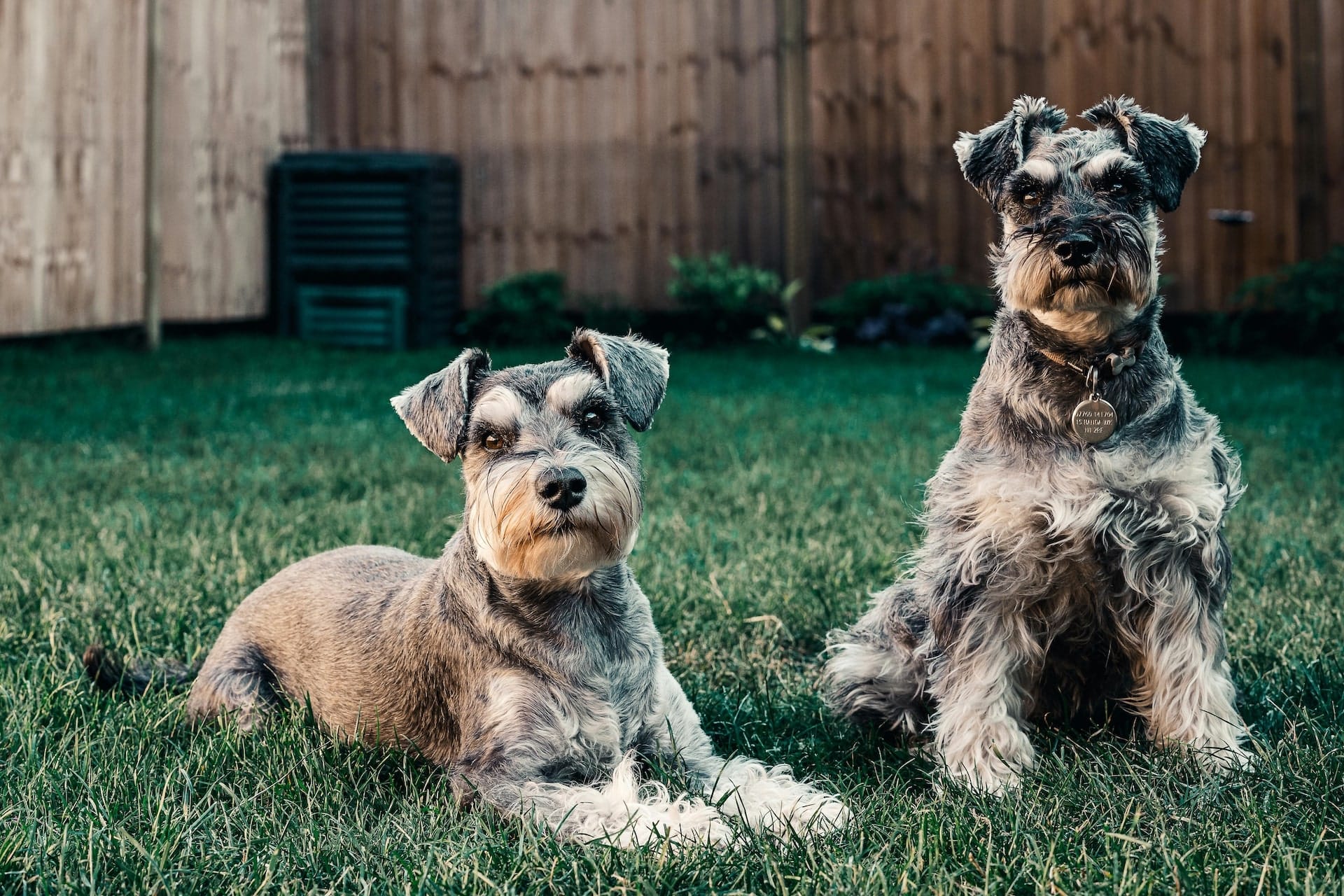Photo of two dogs sitting in their garden